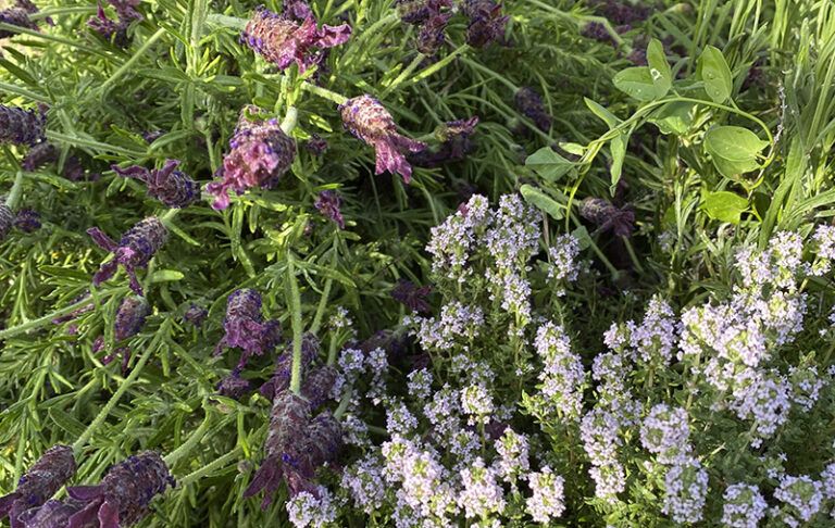 Jardín mediterráneo